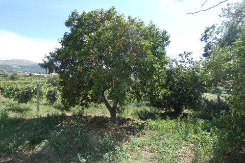 Farm i Prado e Remoaes, Viana do Castelo, Prado e Remoaes - € 69.000 | Ref: SF-SAFTI:00406 - foto 14