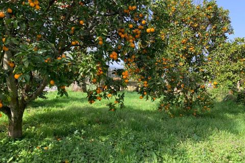 Farm i Prado e Remoaes, Viana do Castelo, Prado e Remoaes - € 69.000 | Ref: SF-SAFTI:00406 - foto 15