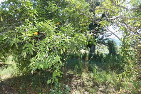 Farm i Prado e Remoaes, Viana do Castelo, Prado e Remoaes - € 69.000 | Ref: SF-SAFTI:00406 - foto 16