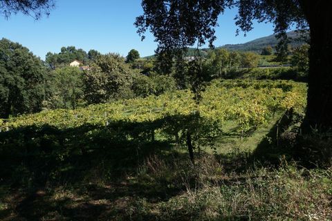 Farm i Melgaco, Viana do Castelo, Melgaco - € 330.000 | Ref: SF-SAFTI:003970 - foto 9