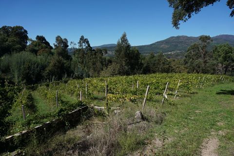 Farm i Melgaco, Viana do Castelo, Melgaco - € 330.000 | Ref: SF-SAFTI:003970 - foto 11