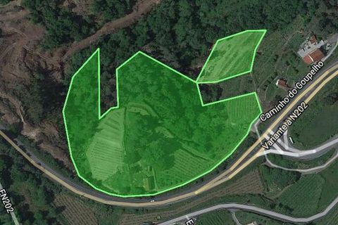 Farm i Melgaco, Viana do Castelo, Melgaco - € 330.000 | Ref: SF-SAFTI:003970 - foto 13