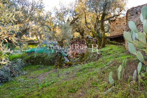 Masia a Proenca-a-Nova, Castelo Branco, Proenca-a-Nova - € 50.000 | Ref: SA912 - foto 4