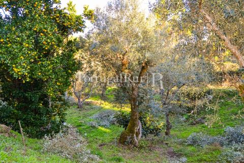 Masia a Proenca-a-Nova, Castelo Branco, Proenca-a-Nova - € 50.000 | Ref: SA912 - foto 7