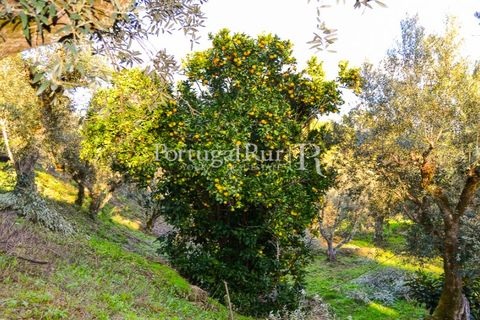 Masia a Proenca-a-Nova, Castelo Branco, Proenca-a-Nova - € 50.000 | Ref: SA912 - foto 8