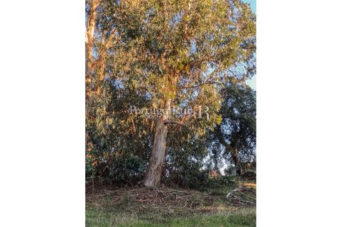 Terra a Alcains, Castelo Branco, Alcains - € 150.000 | Ref: IM208 - foto 21