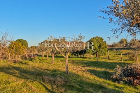 Terra a Alcains, Castelo Branco, Alcains - € 150.000 | Ref: IM208 - foto 24