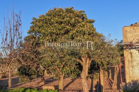 Terra a Alcains, Castelo Branco, Alcains - € 150.000 | Ref: IM208 - foto 25