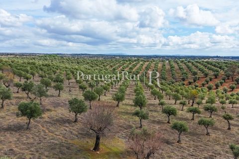 Landejendom i Alandroal, Evora, Alandroal - € 425.000 | Ref: FG53 - foto 15