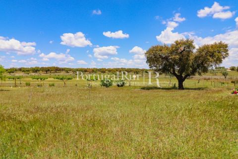 Farm i Mora, Evora, Mora - € 1.190.000 | Ref: 668-2 - foto 50