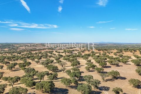 Grond in Avis, Portalegre, Avis - € 1.180.000 | Ref: IM488 - foto 8