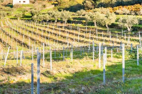 Farm i Tabuaco, Viseu, Tabuaco - € 500.000 | Ref: JF92 - foto 28