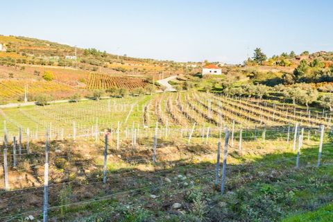 Farm i Tabuaco, Viseu, Tabuaco - € 500.000 | Ref: JF92 - foto 29