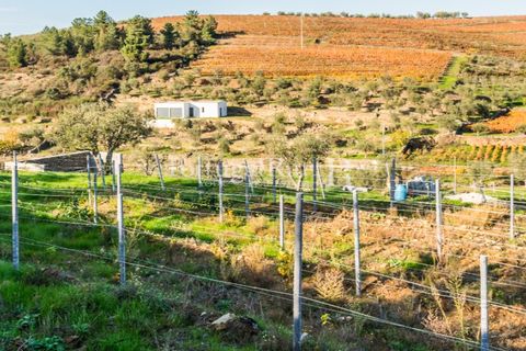 Farm i Tabuaco, Viseu, Tabuaco - € 500.000 | Ref: JF92 - foto 30