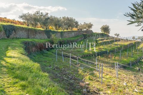 Farm i Tabuaco, Viseu, Tabuaco - € 500.000 | Ref: JF92 - foto 31