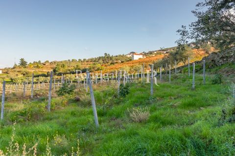 Farm i Tabuaco, Viseu, Tabuaco - € 500.000 | Ref: JF92 - foto 32