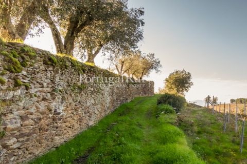 Farm i Tabuaco, Viseu, Tabuaco - € 500.000 | Ref: JF92 - foto 33