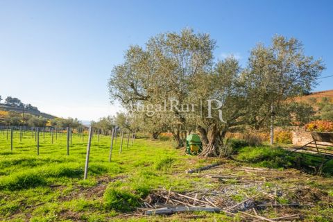 Farm i Tabuaco, Viseu, Tabuaco - € 500.000 | Ref: JF92 - foto 34