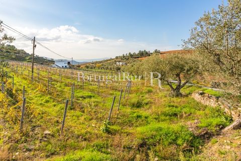 Farm i Tabuaco, Viseu, Tabuaco - € 500.000 | Ref: JF92 - foto 35