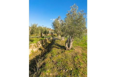 Farm i Tabuaco, Viseu, Tabuaco - € 500.000 | Ref: JF92 - foto 36