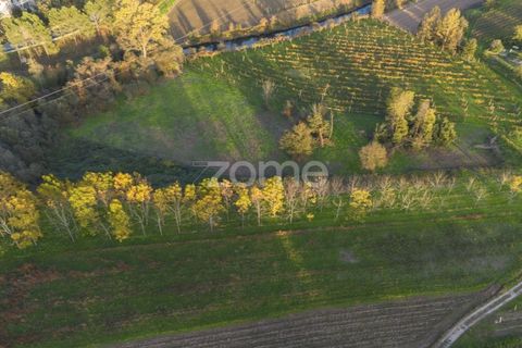 Terra a Sobreira, Porto, Sobreira - € 39.000 | Ref: ZMPT570602 - foto 3