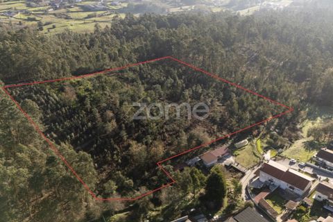 Terra a Argoncilhe, Aveiro, Argoncilhe - € 790.000 | Ref: ZMPT563841 - foto 13