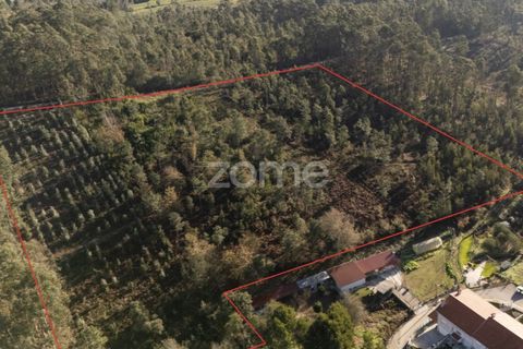 Terra a Argoncilhe, Aveiro, Argoncilhe - € 790.000 | Ref: ZMPT563841 - foto 15
