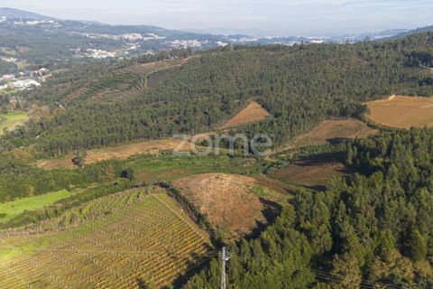Terra a Sobreira, Porto, Sobreira - € 202.000 | Ref: ZMPT570595 - foto 8