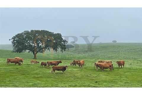 Landejendom i Beja, Beja, Beja - € 2.512.000 | Ref: BYS-1023 - foto 5