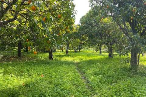 Landejendom i Fundao, Castelo Branco, Fundao - € 27.500 | Ref: 255250014 - foto 8