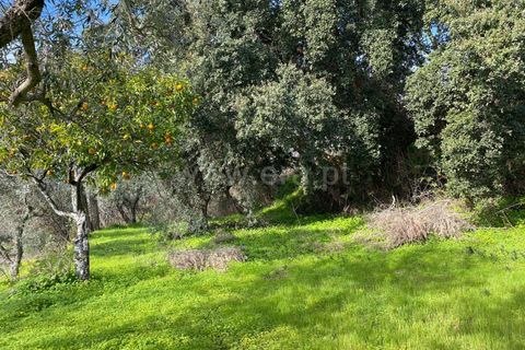 Landejendom i Fundao, Castelo Branco, Fundao - € 27.500 | Ref: 255250014 - foto 11