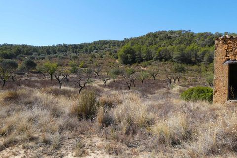 Finca i Maella, Zaragoza, Maella - € 16.500 | Ref: 0959 - foto 10