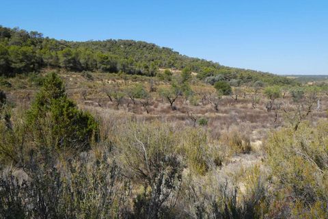 Finca i Maella, Zaragoza, Maella - € 16.500 | Ref: 0959 - foto 12