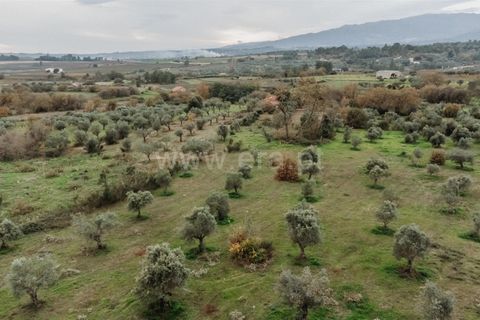 Farm i Fundao, Castelo Branco, Fundao - € 109.500 | Ref: 255240247 - foto 2