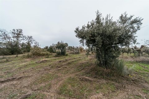 Farm i Fundao, Castelo Branco, Fundao - € 109.500 | Ref: 255240247 - foto 12