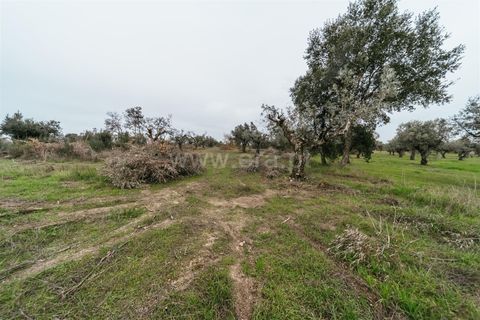 Farm i Fundao, Castelo Branco, Fundao - € 109.500 | Ref: 255240247 - foto 14