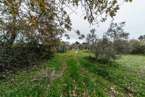 Farm i Fundao, Castelo Branco, Fundao - € 109.500 | Ref: 255240247 - foto 20
