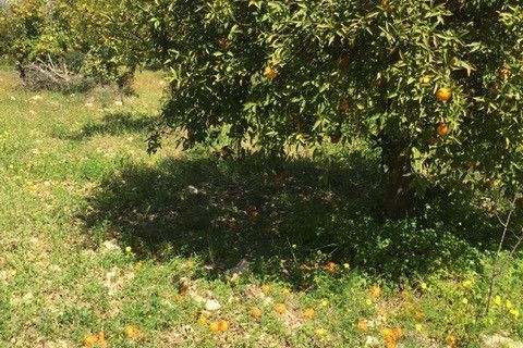 Helårsgrund i Rosolini, Siracusa, Rosolini - € 150.000 | Ref: SC 05 - foto 2