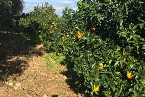 Helårsgrund i Rosolini, Siracusa, Rosolini - € 150.000 | Ref: SC 05 - foto 5