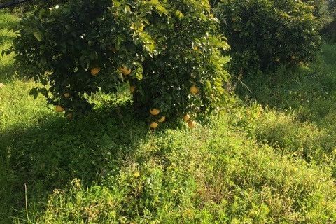 Helårsgrund i Rosolini, Siracusa, Rosolini - € 150.000 | Ref: SC 05 - foto 14