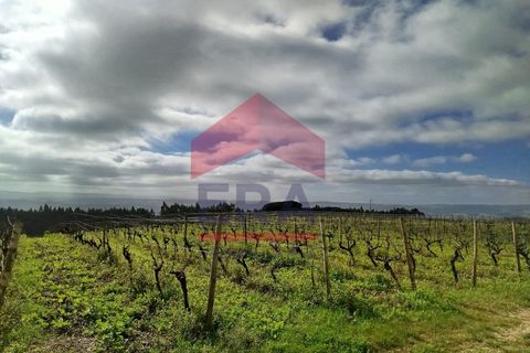 Terra a Carvalhal, Leiria, Carvalhal - € 550.000 | Ref: 130250018 - foto 2