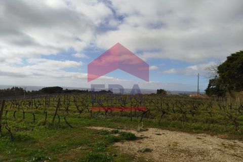 Terra a Carvalhal, Leiria, Carvalhal - € 550.000 | Ref: 130250018 - foto 4