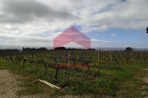 Terra a Carvalhal, Leiria, Carvalhal - € 550.000 | Ref: 130250018 - foto 5