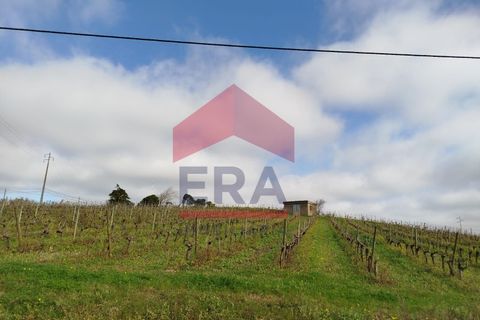 Terra a Carvalhal, Leiria, Carvalhal - € 550.000 | Ref: 130250018 - foto 7