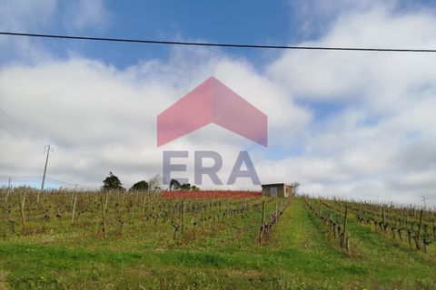 Terra a Carvalhal, Leiria, Carvalhal - € 550.000 | Ref: 130250018 - foto 8