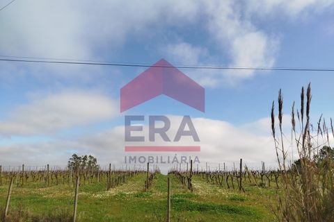Helårsgrund i Carvalhal, Leiria, Carvalhal - € 200.000 | Ref: 130250017 - foto 2