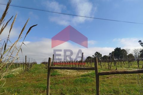 Helårsgrund i Carvalhal, Leiria, Carvalhal - € 200.000 | Ref: 130250017 - foto 4