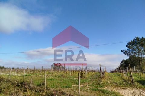 Helårsgrund i Carvalhal, Leiria, Carvalhal - € 200.000 | Ref: 130250017 - foto 5