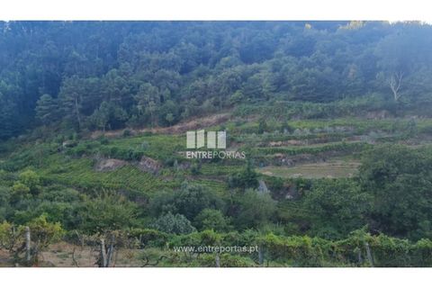 Terra a Ancede e Ribadouro, Porto, Ancede e Ribadouro - € 30.000 | Ref: MC09721 - foto 2