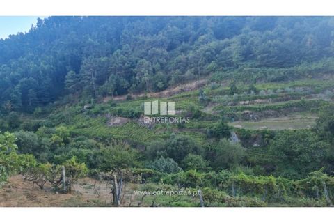 Terra a Ancede e Ribadouro, Porto, Ancede e Ribadouro - € 30.000 | Ref: MC09721 - foto 3